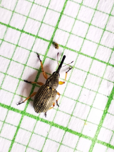 Rhopalapion longirostre - mályvarózsa-cickányormányos
