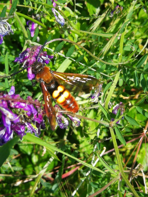 Megascolia maculata - óriás-tőrösdarázs