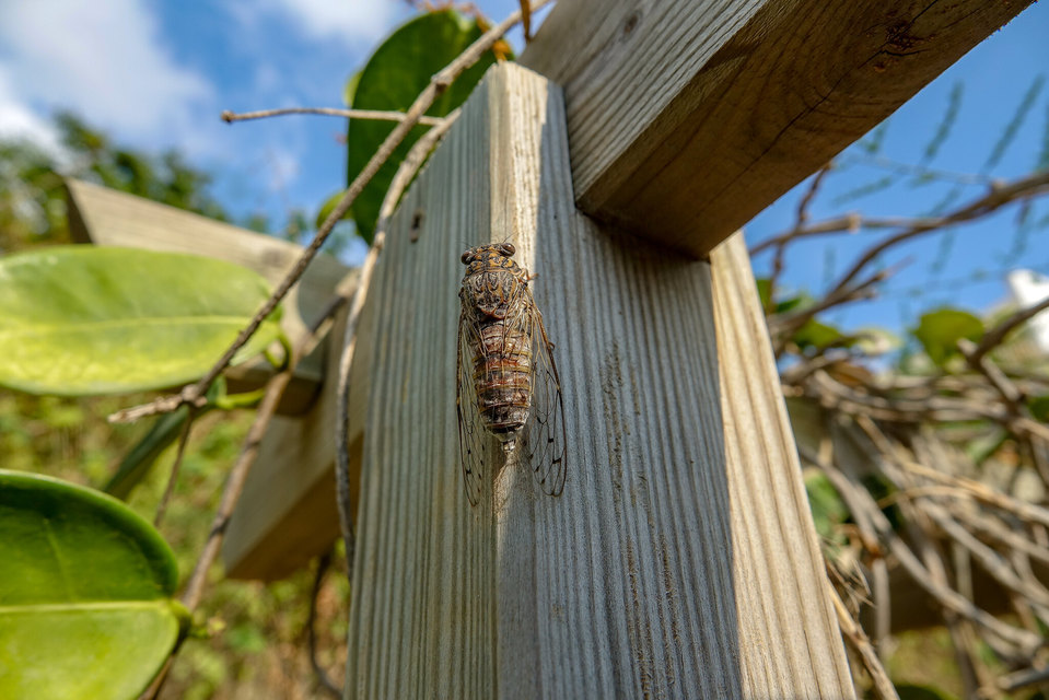 Cicada orni - mannakabóca
