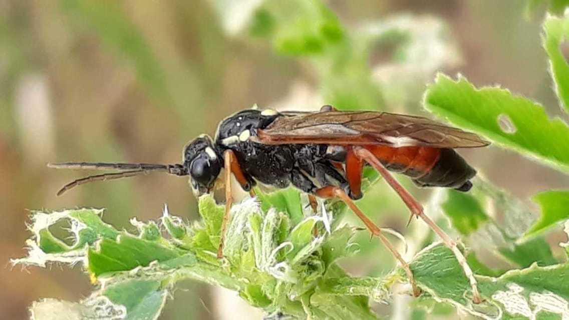 Tenthredinidae - valódi levéldarazsak