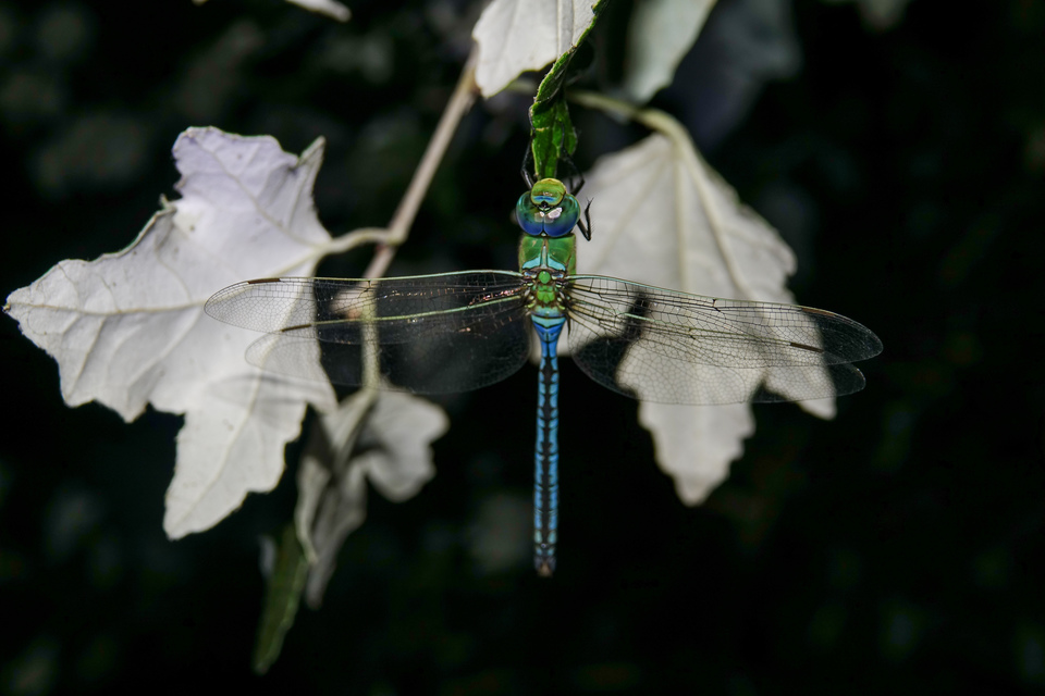 Anax imperator - zöld óriásacsa