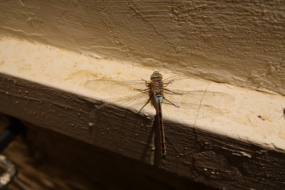 Anax parthenope - barna óriásacsa