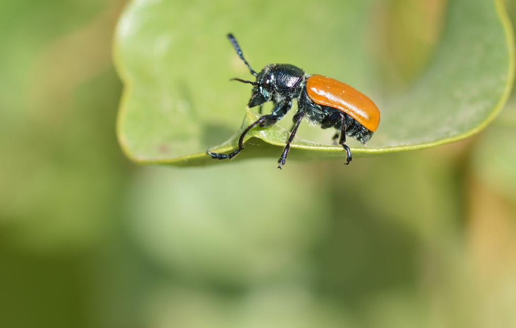 Labidostomis taxicornis Labidostomis taxicornis