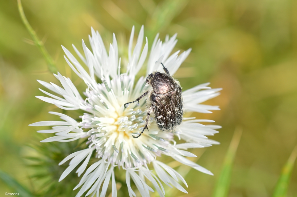 Oxythyrea funesta - sokpettyes virágbogár
