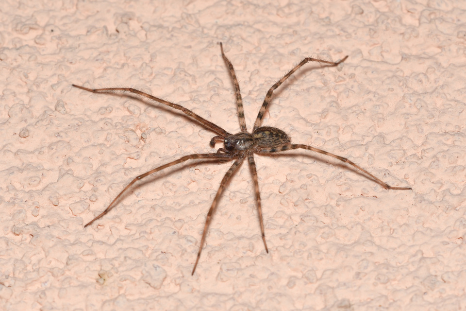 Tegenaria ferruginea - hegyi zugpók