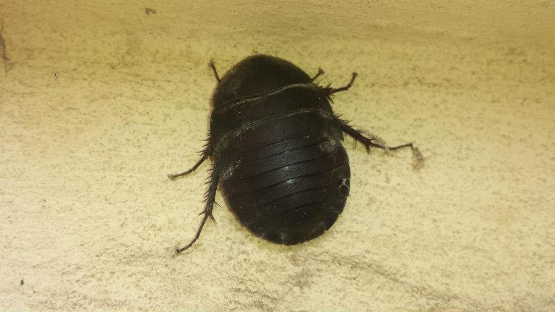 Blattodea - Csótányok