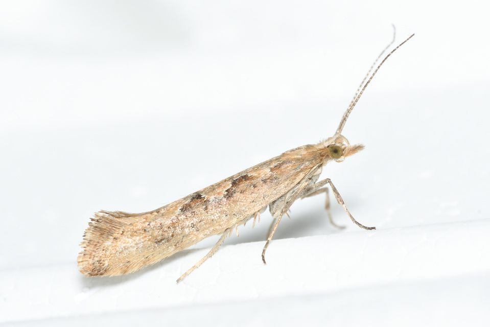 Plutella xylostella - káposztamoly