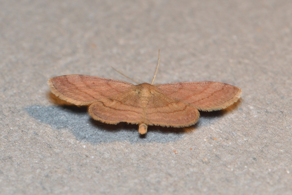 Scopula rubiginata - réti pirosaraszoló