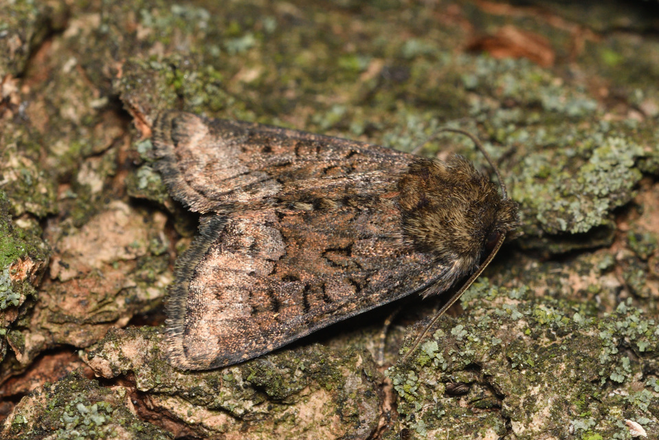 Oligia strigilis - kormos dudvabagoly