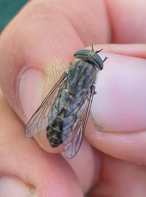 Tabanidae - böglyök