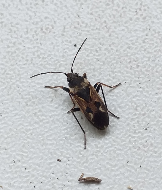 Rhyparochromus vulgaris - közönséges díszesbodobács