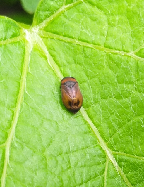 Penthimia nigra - fekete kabóca