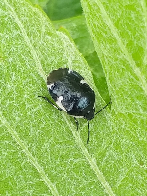 Tritomegas sexmaculatus - hatfoltos földipoloska
