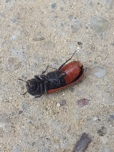Bostrichus capucinus - piros csuklyásszú
