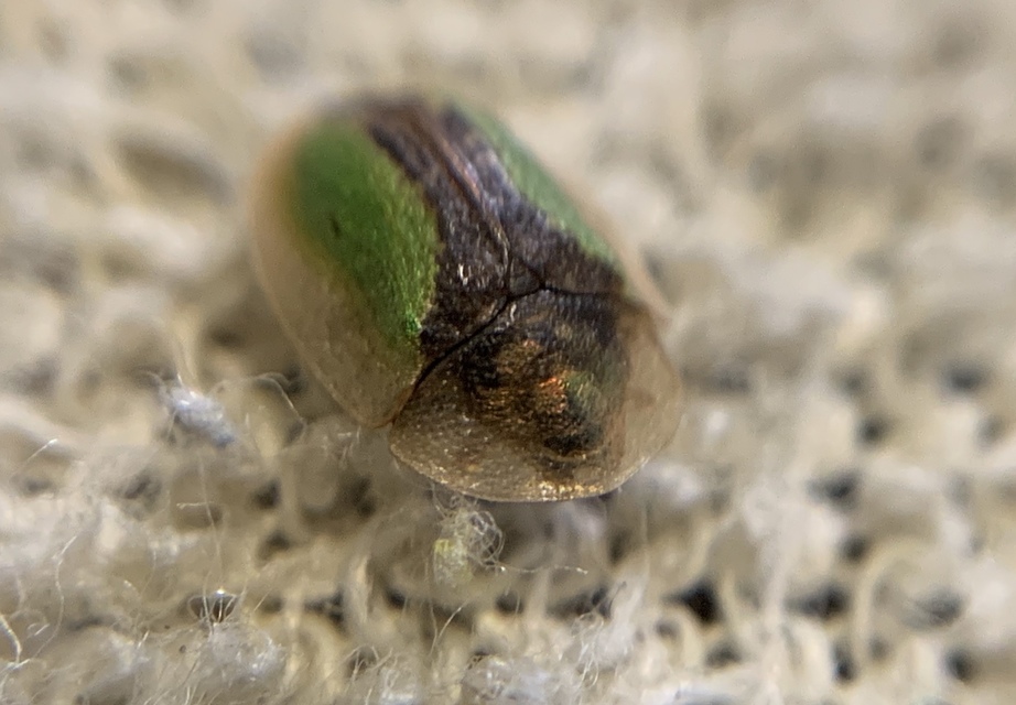 Cassida vibex - szőrös pajzsbogár Cassida vibex - szőrös pajzsbogár