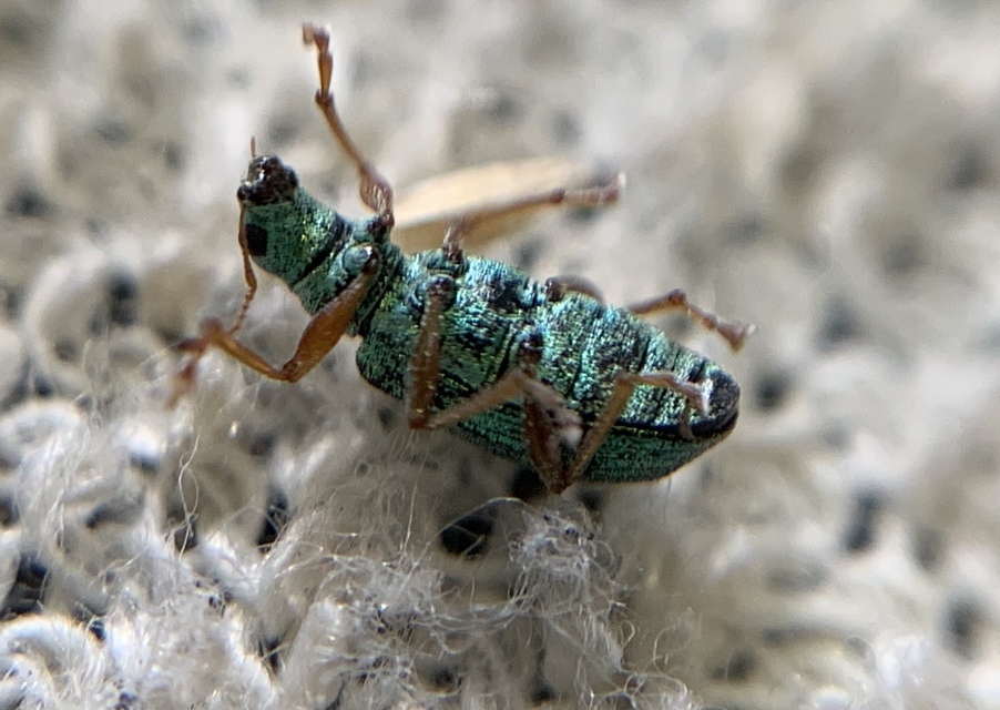 Polydrusus corruscus - kecskefűz-lombormányos