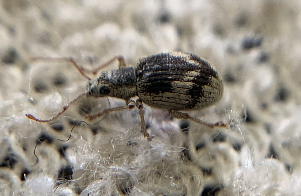 Pseudomyllocerus sinuatus - szeder-levélormányos