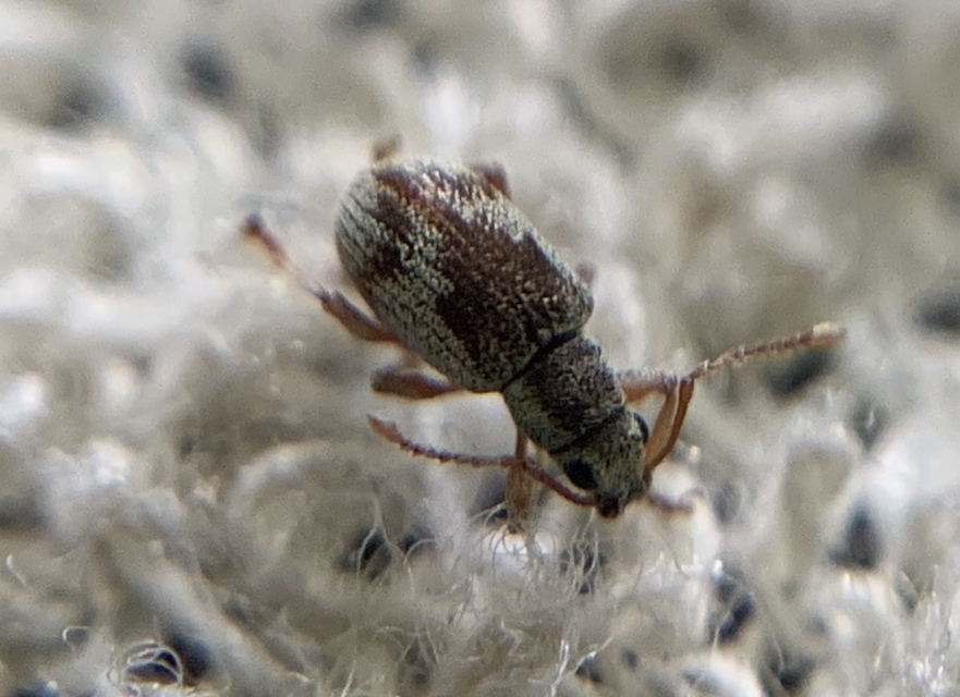 Pseudomyllocerus sinuatus - szeder-levélormányos