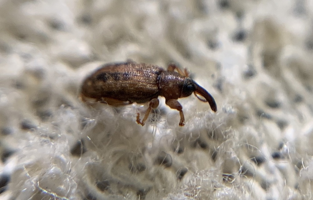 Dorytomus hirtipennis - szőrös hangormányos