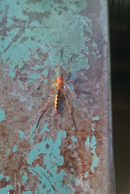 Ctenophora pectinicornis