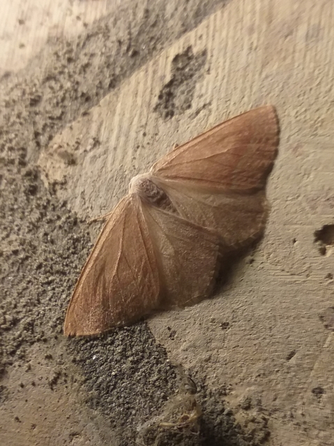 Hylaea fasciaria - erdeifenyő-sávosaraszoló