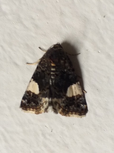 Tyta luctuosa - fekete nappalibagoly