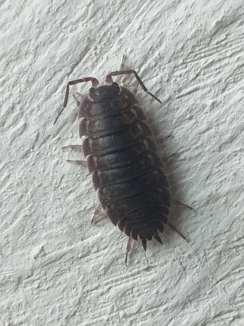 Trachelipus rathkii - közönséges márványosászka