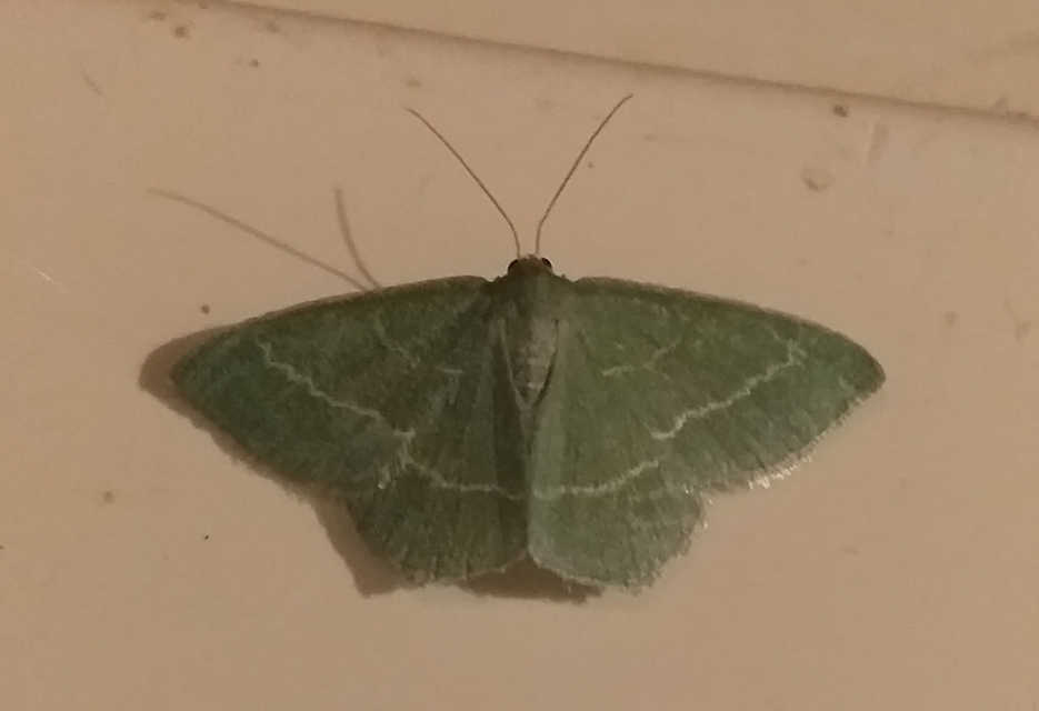Chlorissa viridata/cloraria