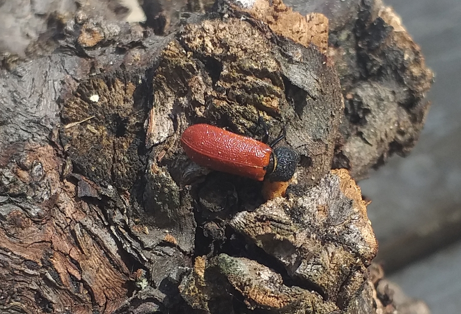 Bostrichus capucinus - piros csuklyásszú