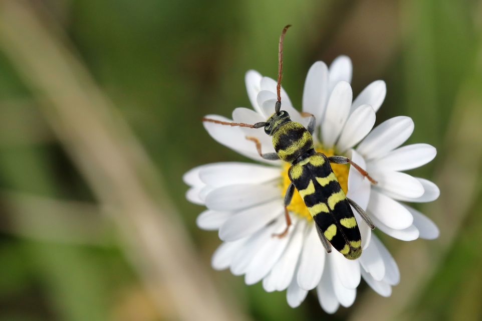 Echinocerus floralis - lucerna-darázscincér