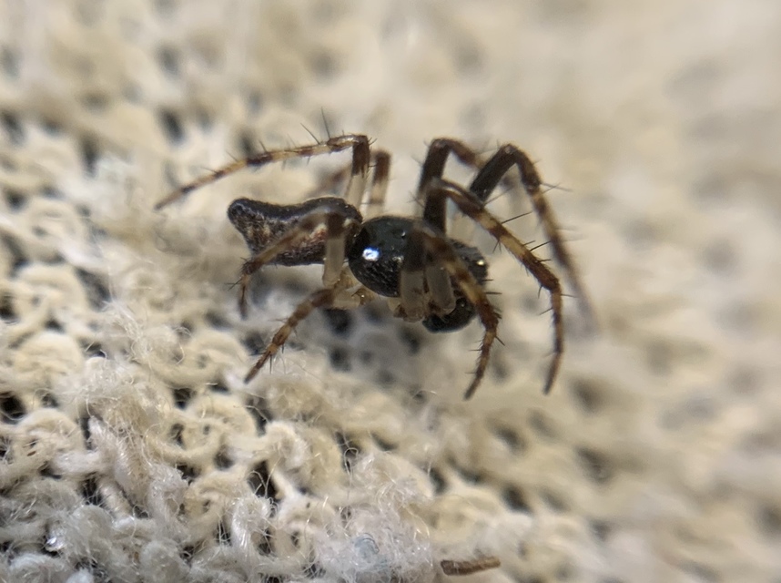 Cyclosa oculata - mediterrán csúcsos-keresztespók