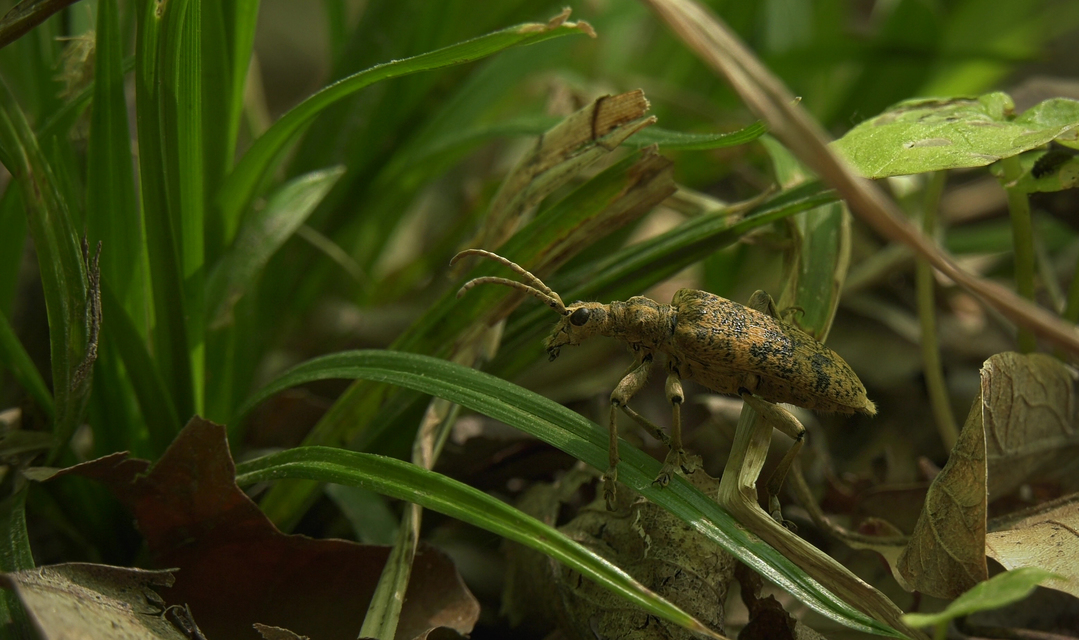 Rhagium sycophanta - tölgyes-tövisescincér