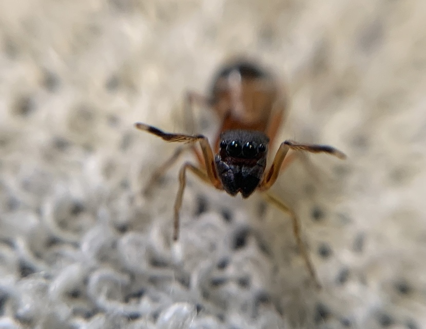 Myrmarachne formicaria - nagy hangyautánzópók