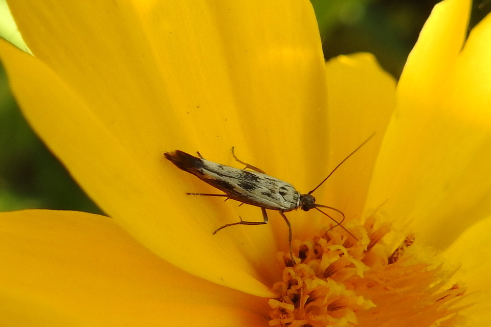 Scythris limbella - parajfonó zöldmoly