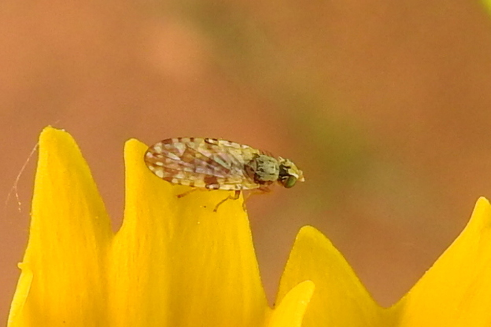 Tephritidae - fúrólégyfélék