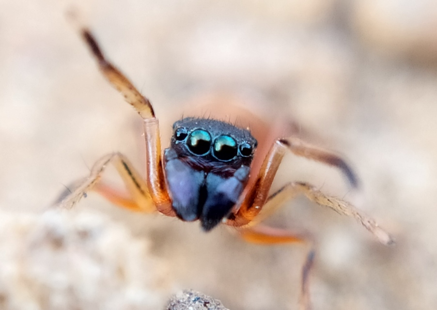 Myrmarachne formicaria - nagy hangyautánzópók