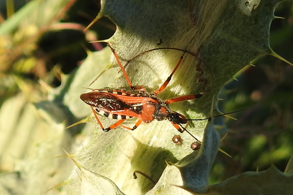 Rhynocoris iracundus - közönséges gyilkospoloska