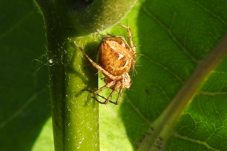 Oxyopes heterophthalmus - homoki hiúzpók