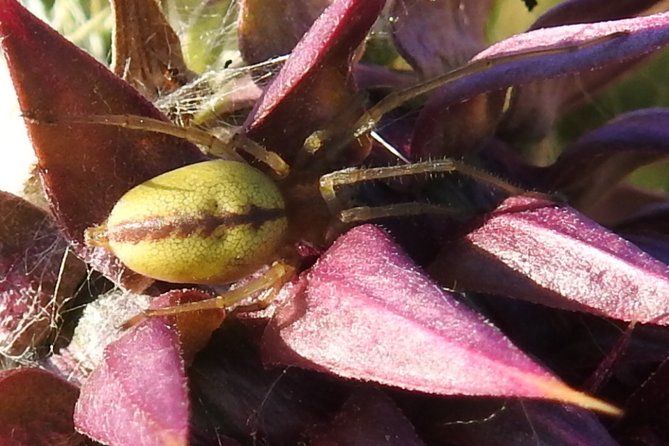 Cheiracanthium