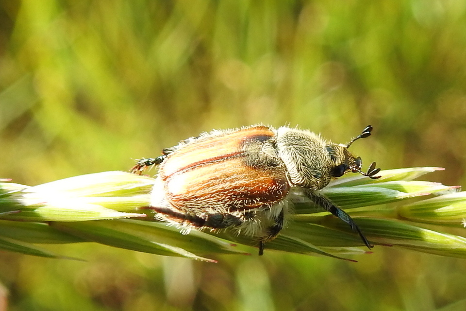 Chaetopteroplia segetum - rozsszipoly