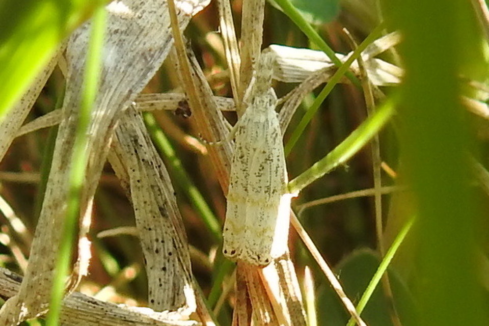 Platytes cerussella - törpe fűgyökérmoly