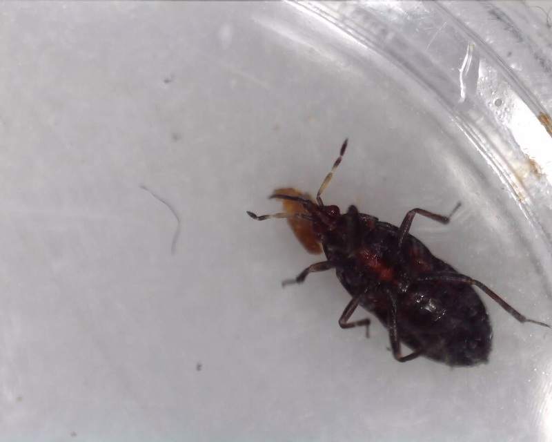 Anthocoridae - virágpoloskák Anthocoridae - virágpoloskák
