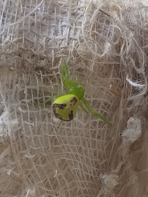 Ebrechtella tricuspidata - alakoskodó karolópók
