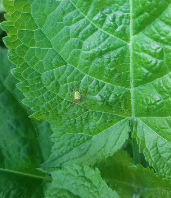 Araniella