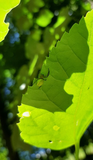 Araniella