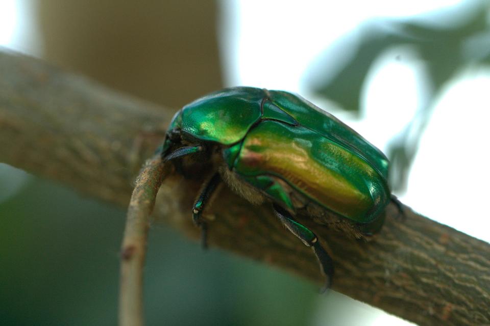 Protaetia affinis - smaragdzöld virágbogár