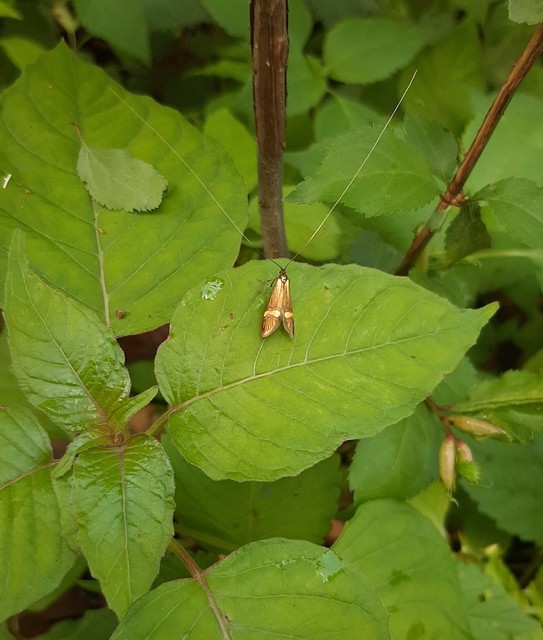 Nemophora degeerella - pompás tőrösmoly