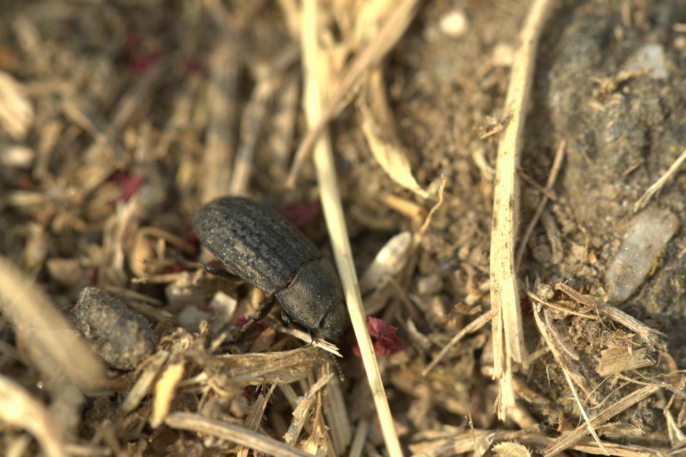 Opatrum sabulosum - sároshátú gyászbogár