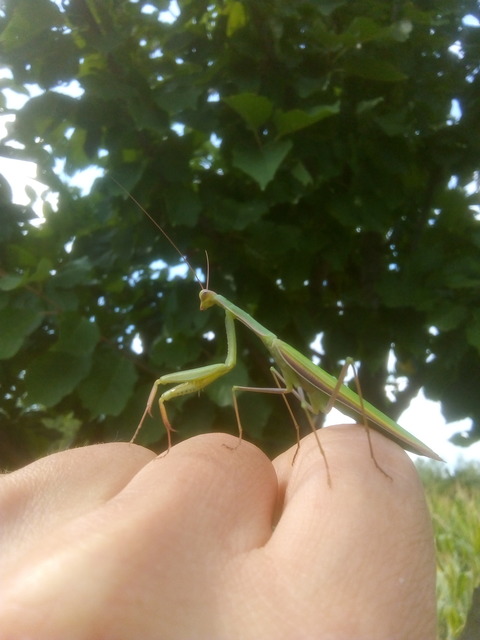 Mantis religiosa - imádkozósáska