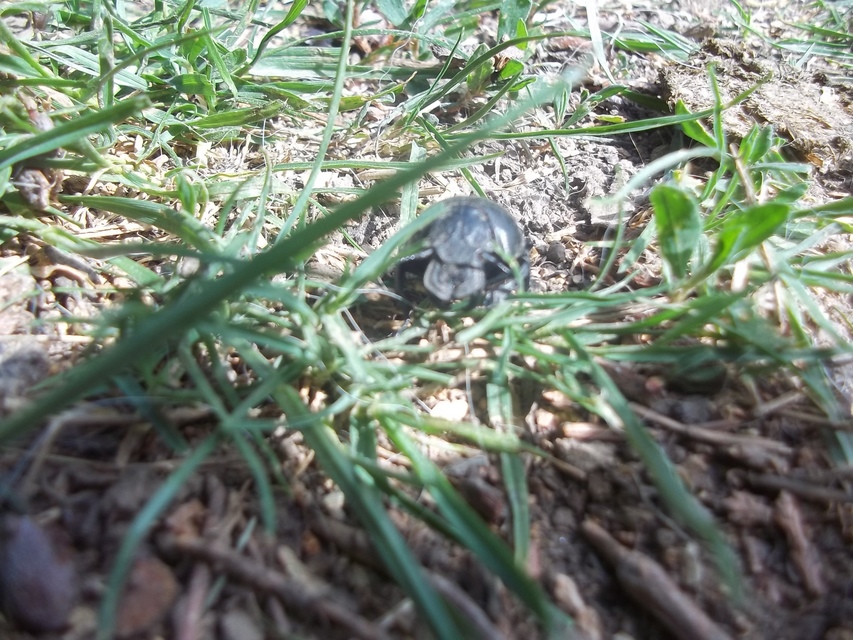 Lethrus apterus - nagyfejű csajkó